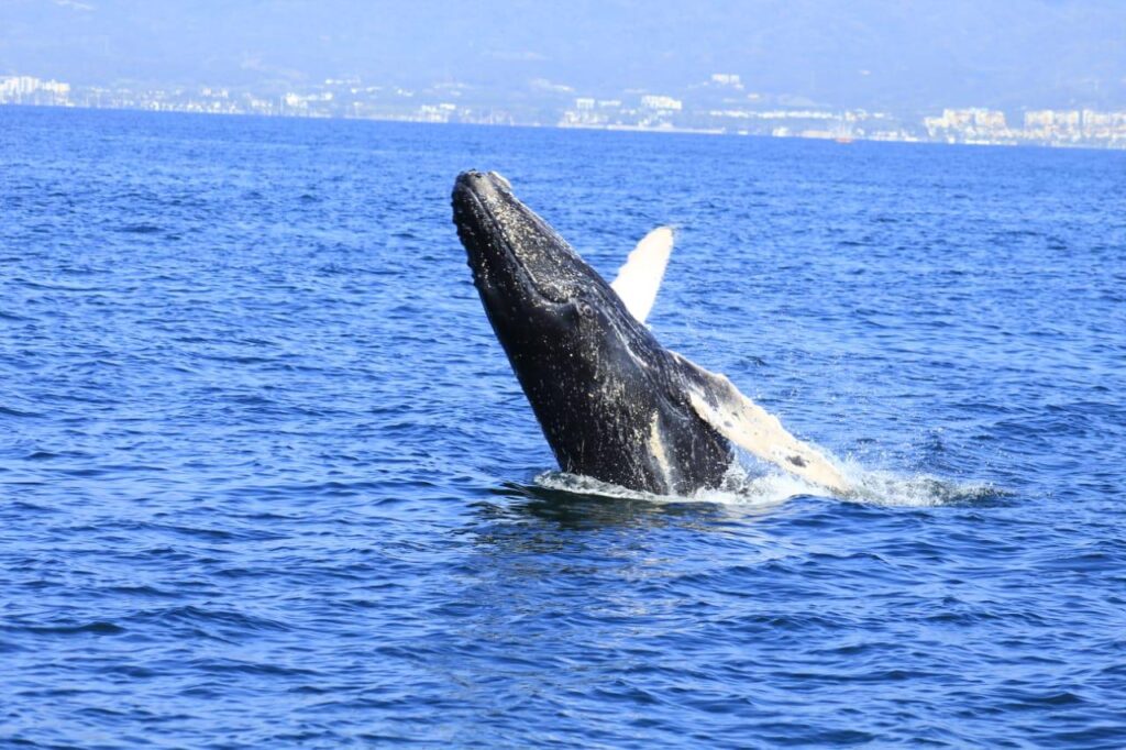 avistamiento de ballenas puerto vallarta